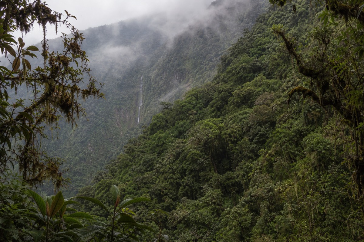 The Andean cloud forest Hiram Bingham pushed through to reach Machu Picchu in 1911